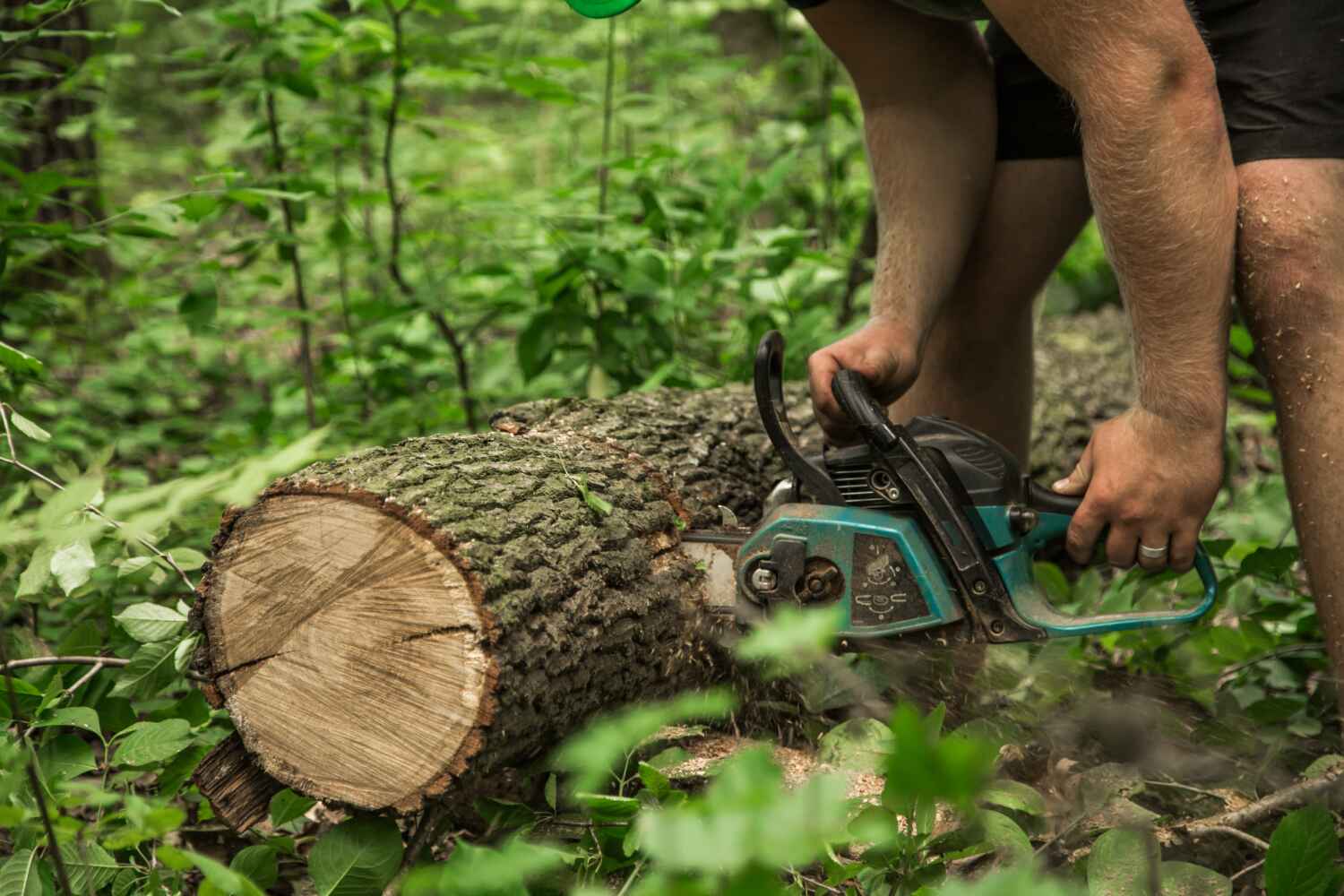 Professional Tree Service in Reed Creek, GA